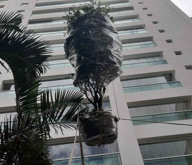 içamento de plantas frutíferas